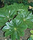 Podophyllum pleianthum (Chinese Mayapple)