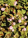 Polygonum capitatum 'Pink Buttons' (Pink Buttons Smartweed)