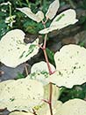 Polygonum cuspidatum 'Freckles' (Freckles Mexican Bamboo)