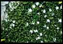 Pratia angulata (Fragrant Carpet)