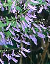 Rabdosia longituba (Trumpet Spurflower)