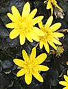 Ranunculus ficaria 'Brazen Hussy' (Brazen Hussy Lesser Celandine)