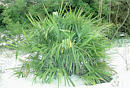Rhapidophyllum hystrix (Needle Palm)