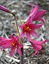 Rhodophiala bifida Carmine Pink forms (Carmine Pink Oxblood Lily)