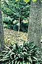 Rohdea japonica (Sacred Lily)