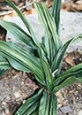 Rohdea japonica 'Nobori Ryu' (Climbing Dragon Sacred Lily)