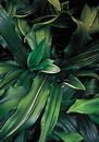 Rohdea japonica 'Suncrest' (Suncrest Sacred Lily)
