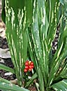Rohdea japonica 'Zansetsu' (Melting Snow Sacred Lily)