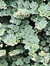 Rubus pentalobus 'Emerald Carpet' (Creeping Rubus)