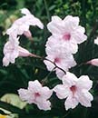 Ruellia brittoniana 'Chi Chi' (Hardy Pink Petunia)