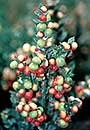 Ruscus aculeatus 'Christmas Berry' PP 16,680 (Christmas Berry Butcher's Broom)