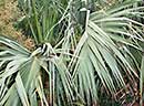 Sabal palmetto 'Tifton Hardy' (Tifton Hardy Palmetto Palm)
