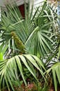 Sabal sp. Tamaulipas (Mexican Scrub Palm)