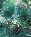 Sabal x texensis 'Brazoria' (Brazoria Palmetto Palm)