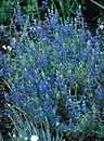Salvia chamaedryoides (Blue Oak Sage)