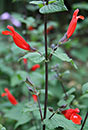Salvia disjuncta (Misplaced Sage)