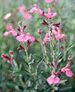 Salvia greggii 'Big Pink' (Big Pink Texas Sage)