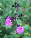 Salvia greggii 'Diane' (Diane Texas Sage)