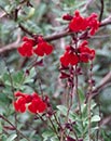 Salvia greggii 'Flame' (Flame Texas Sage)