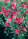 Salvia greggii 'Pink Preference' (Texas Sage)