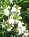 Salvia greggii 'Texas Wedding' (White Texas Sage)
