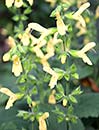 Salvia koyamae (Japanese Yellow Sage)