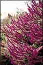 Salvia leucantha 'Midnight' (Midnight Mexican Bush Sage)