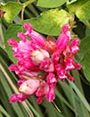 Salvia puberula 'El Butano' (El Butano Mexican Sage)