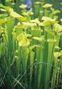Sarracenia flava (Yellow Trumpet Pitcher Plant)