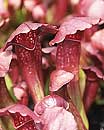 Sarracenia 'Lovebug' � (Lovebug Pitcher Plant)