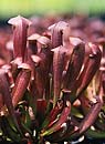 Sarracenia 'Redbug' PP 13,412 (Redbug Pitcher Plant)