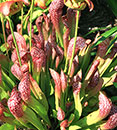 Sarracenia x wrigleyana 'Scarlet Belle' (Scarlet Belle Pitcher Plant)