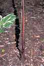 Sauromatum venosum (Voodoo Lily)