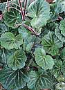 Saxifraga stolonifera 'Kinki Purple' (Kinki Purple Strawberry Begonia)