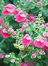 Scutellaria suffrutescens 'Texas Rose' (Pink Skullcap)