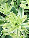 Sedum kamtschaticum 'Sweet and Sour' (White-tip Kamtschatka Stonecrop)