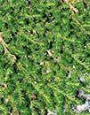 Selaginella peruviana coll. #A2T-010 (Peruvian Spikemoss)