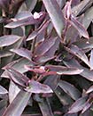 Setcreasea pallida 'Kartuz Giant' (Giant Purple Heart Wandering Jew)