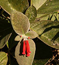 Sinningia leucotricha (Brazilian Edelweiss)