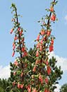 Sinningia sellovii (Hardy Red Gloxinia)