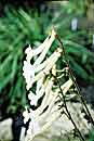 Sinningia tubiflora (Hardy White Gloxinia)