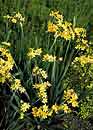 Sisyrinchium palmifolium (Yellow-Eyed Grass)