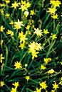 Sisyrinchium tinctorium 'Puerto Yellow' (coll. #A1 (Mexican Yellow-Eyed Grass)