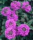 Verbena 'Homestead Purple' (Homestead Purple Perennial Verbena)