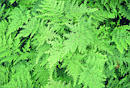 Selaginella braunii (Arborvitae Fern)