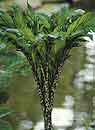 Amorphophallus konjac (Voodoo Lily)