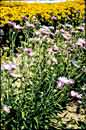 Stokesia laevis Omega Skyrocket