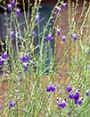 Salvia reptans West Texas Form (Cobalt Sage)