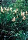 Hedychium 'Pradhanii' (Pradhan's Hardy Ginger Lily)