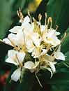 Hedychium 'Pradhanii' (Pradhan's Hardy Ginger Lily)